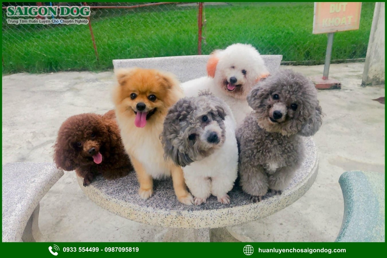 Sài Gòn Dog - Trung tâm huấn luyện chó kiểng chuyên nghiệp