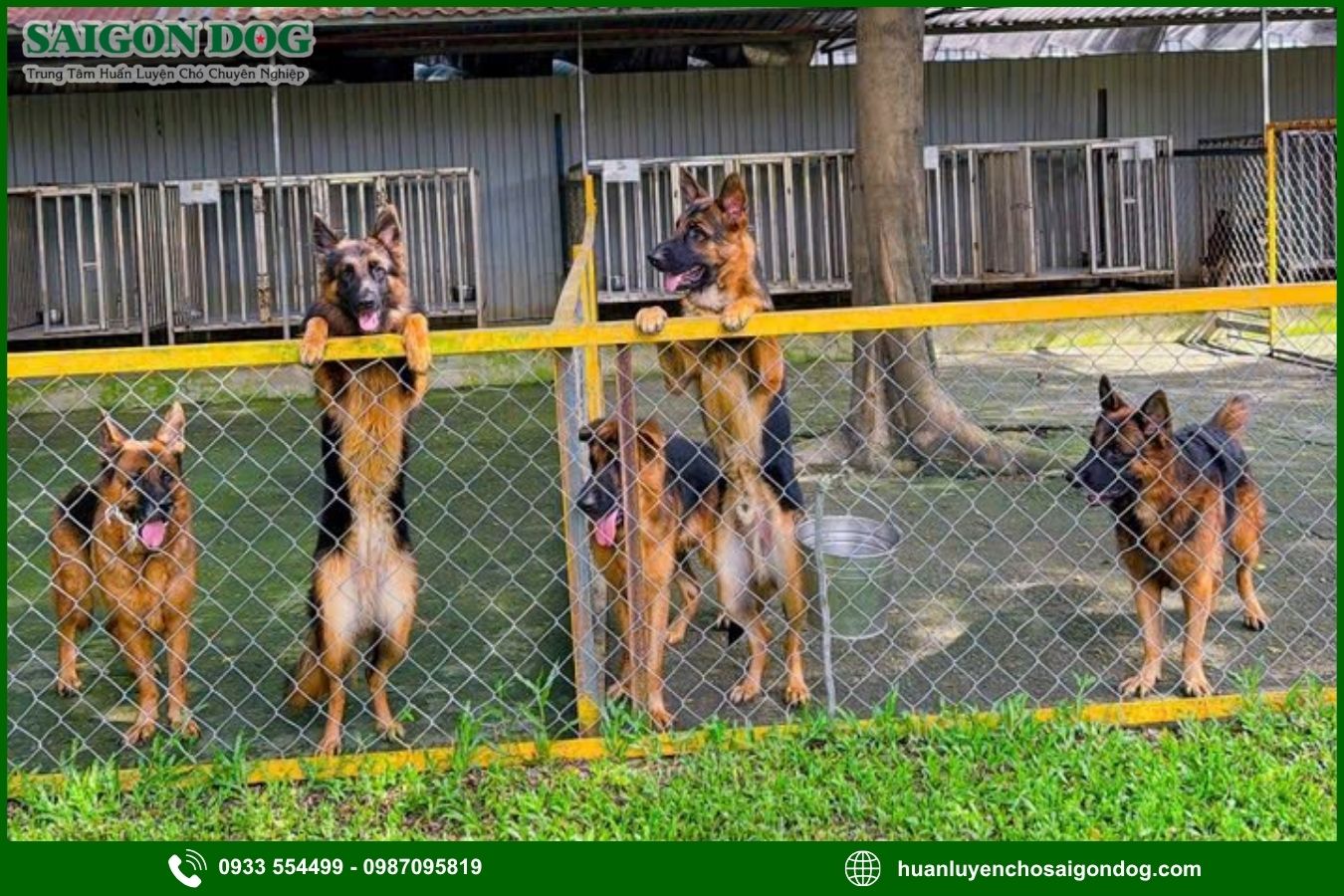 Sài Gòn Dog - Trung tâm huấn luyện chó nghiệp vụ chuyên nghiệp