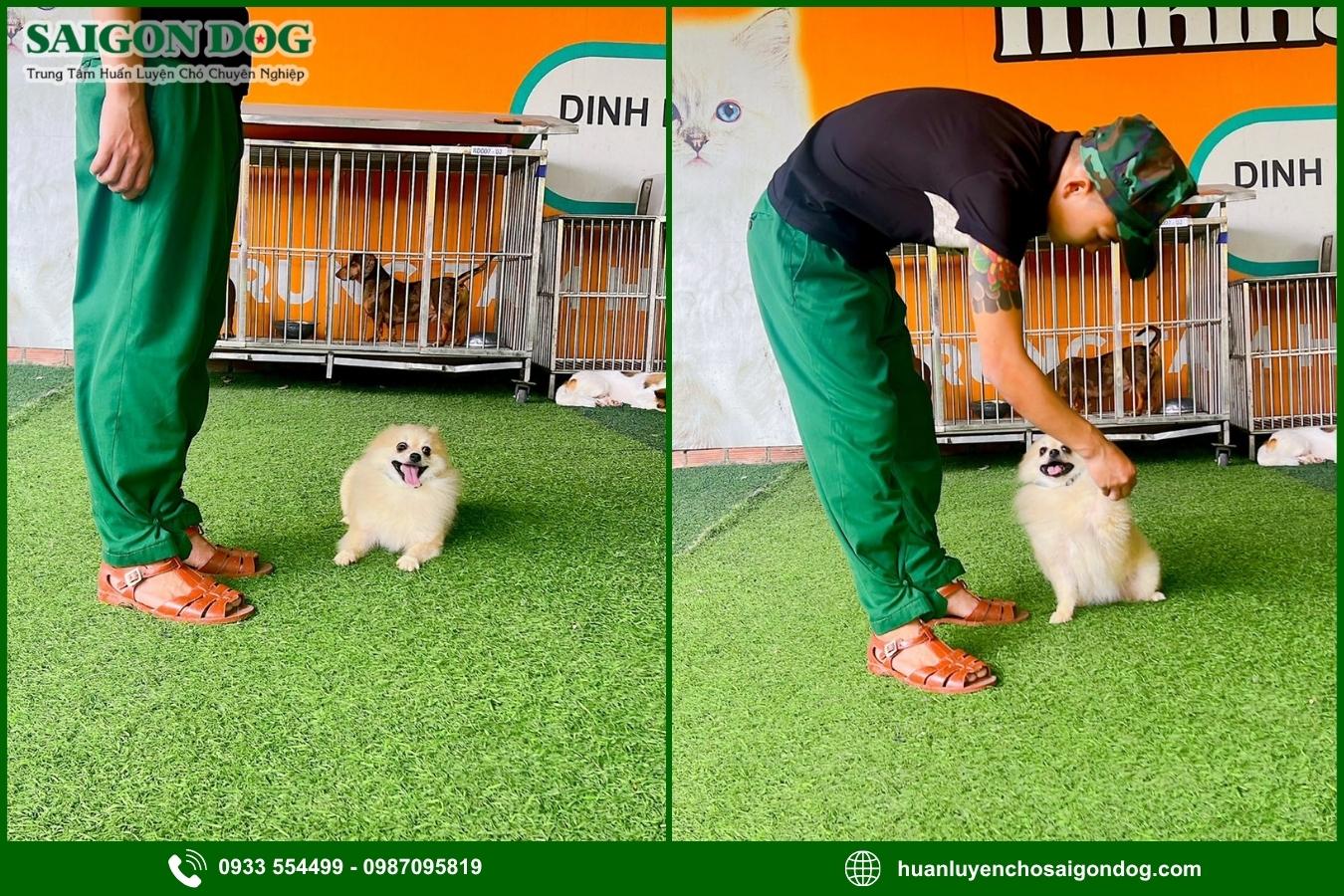 Sài Gòn Dog - Trung tâm huấn luyện chó Phốc sóc chuyên nghiệp