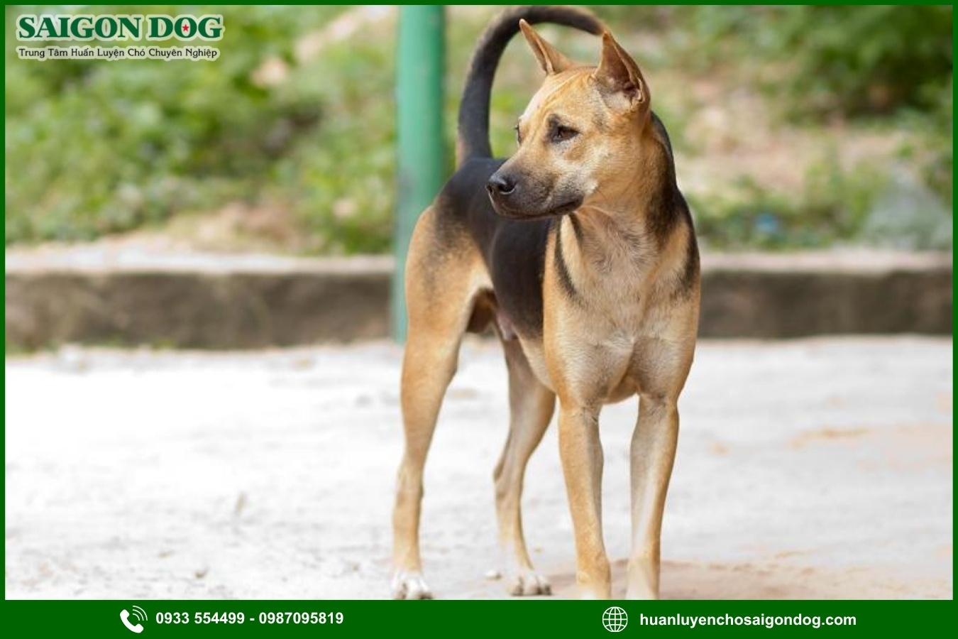 Sài Gòn Dog - Trung tâm huấn luyện chó Phú Quốc chuyên nghiệp