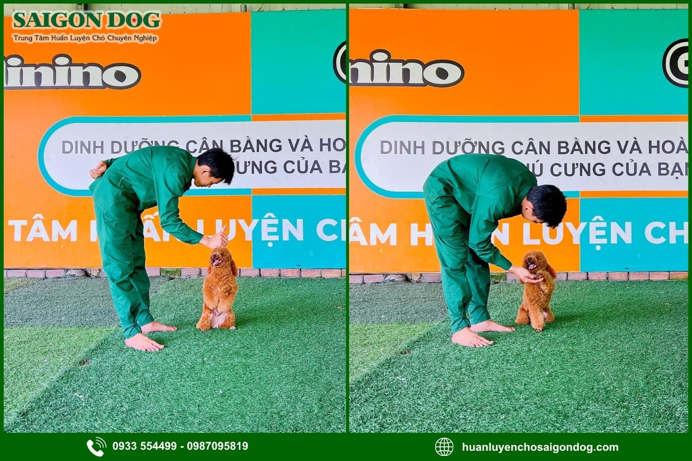 Sài Gòn Dog - Trung tâm huấn luyện chó Poodle chuyên nghiệp