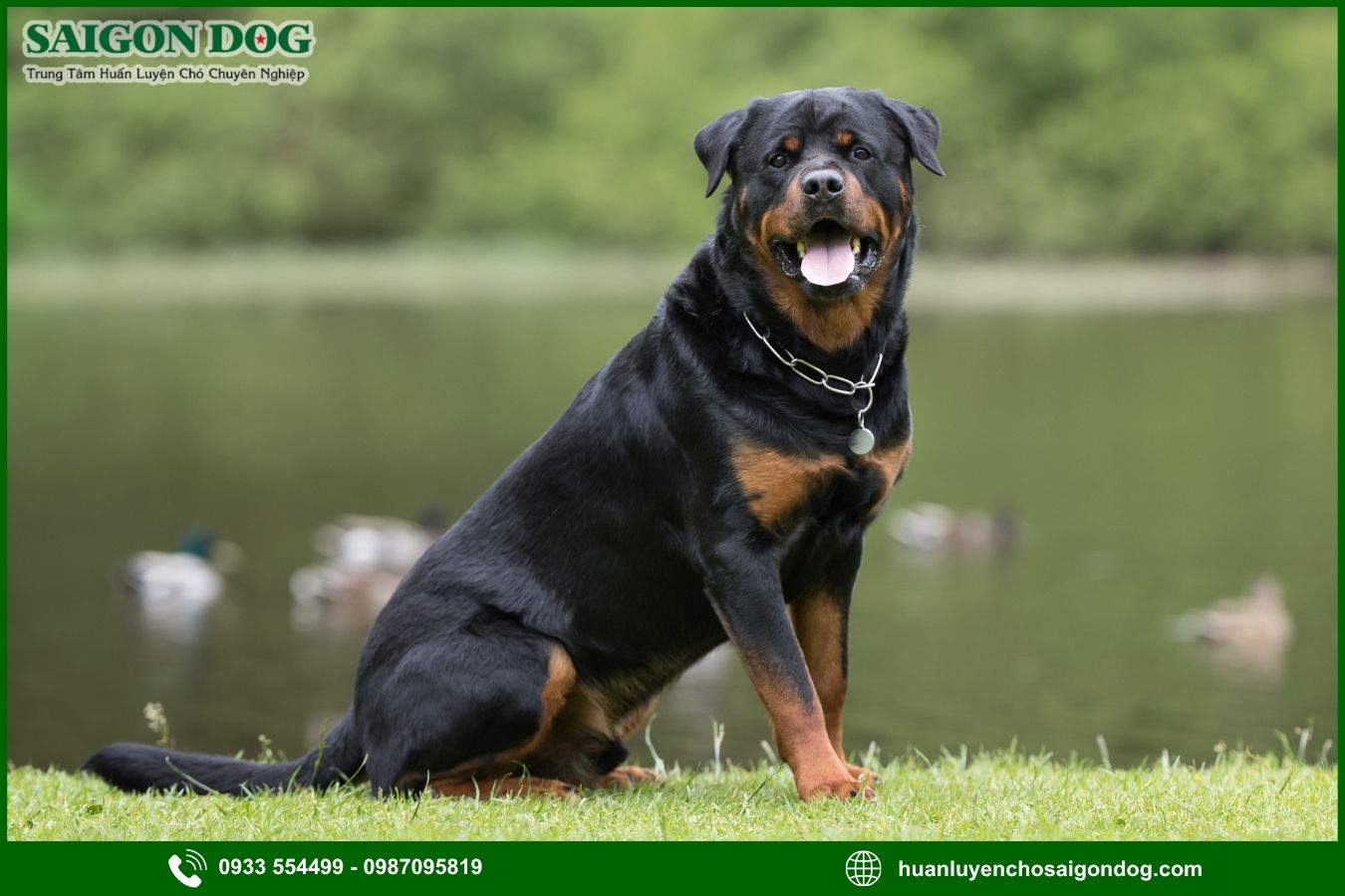 Sài Gòn Dog - Trung tâm huấn luyện chó Rottweiler chuyên nghiệp