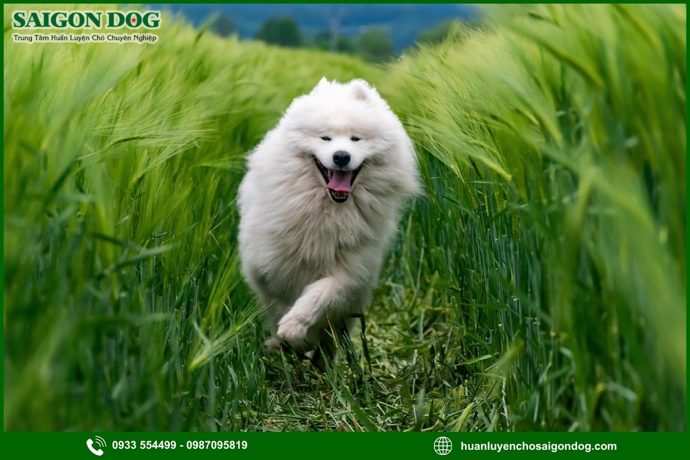 Sài Gòn Dog - Trung tâm huấn luyện chó Samoyed chuyên nghiệp