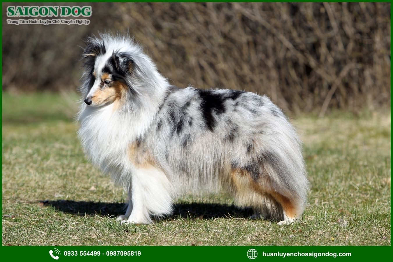 Sài Gòn Dog - Trung tâm huấn luyện chó Shetland chuyên nghiệp