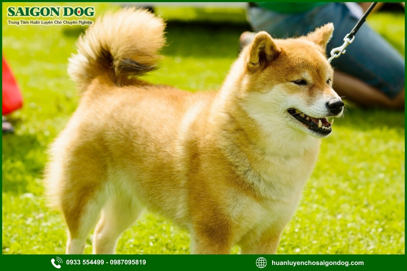 Sài Gòn Dog - Trung tâm huấn luyện chó Shiba chuyên nghiệp