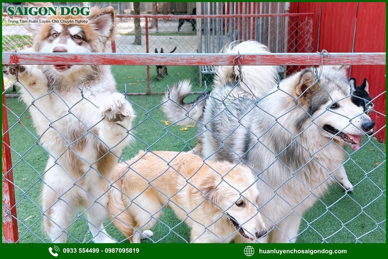Sài Gòn Dog - Trung tâm huấn luyện chó theo giống chuyên nghiệp