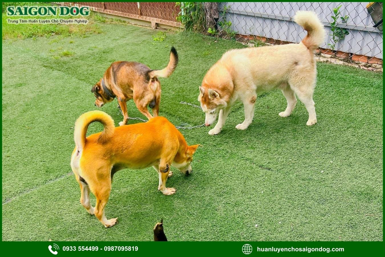 Sài Gòn Dog - Trung tâm huấn luyện chó theo yêu cầu chuyên nghiệp
