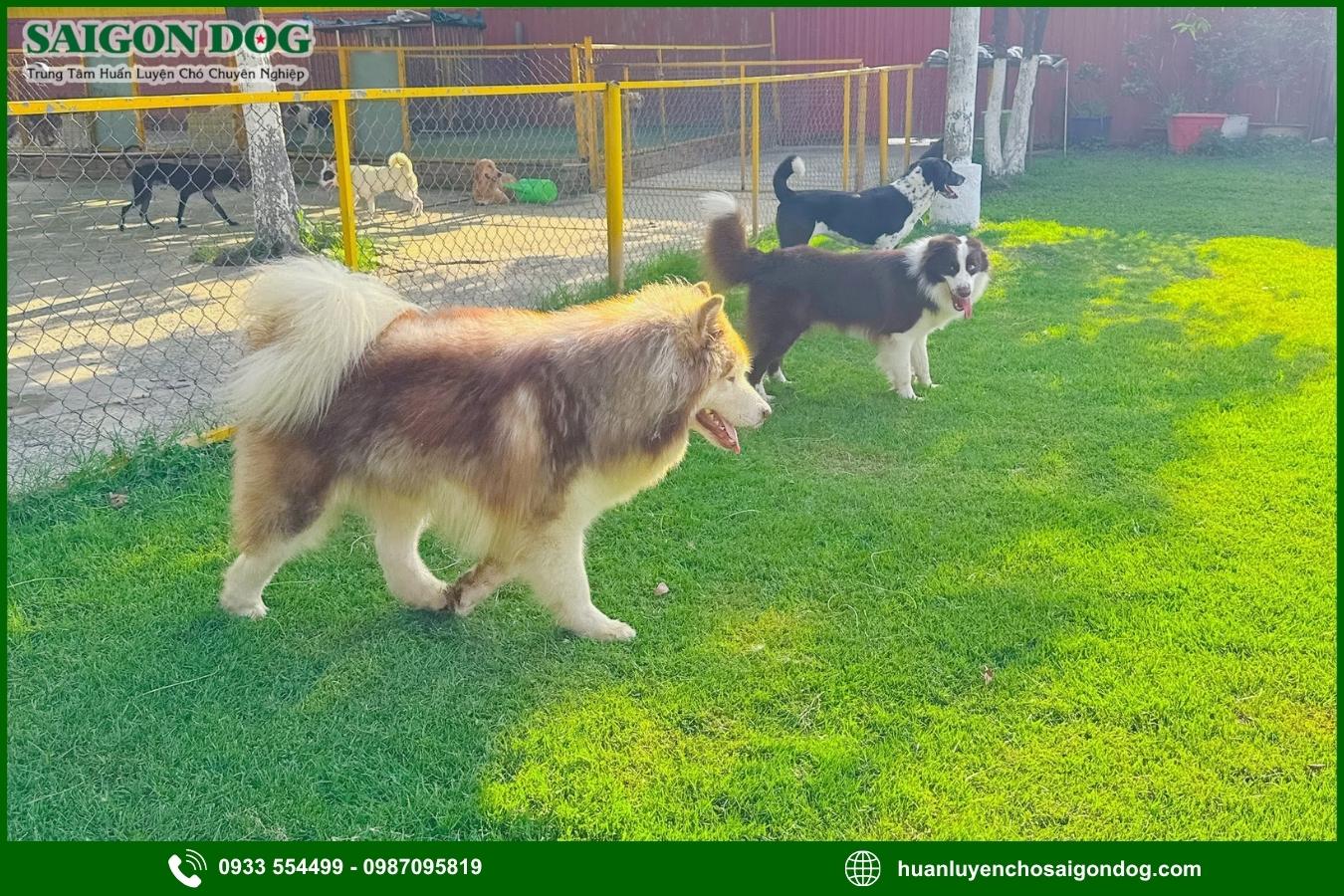 Trại huấn luyện chó Alaska là gì?