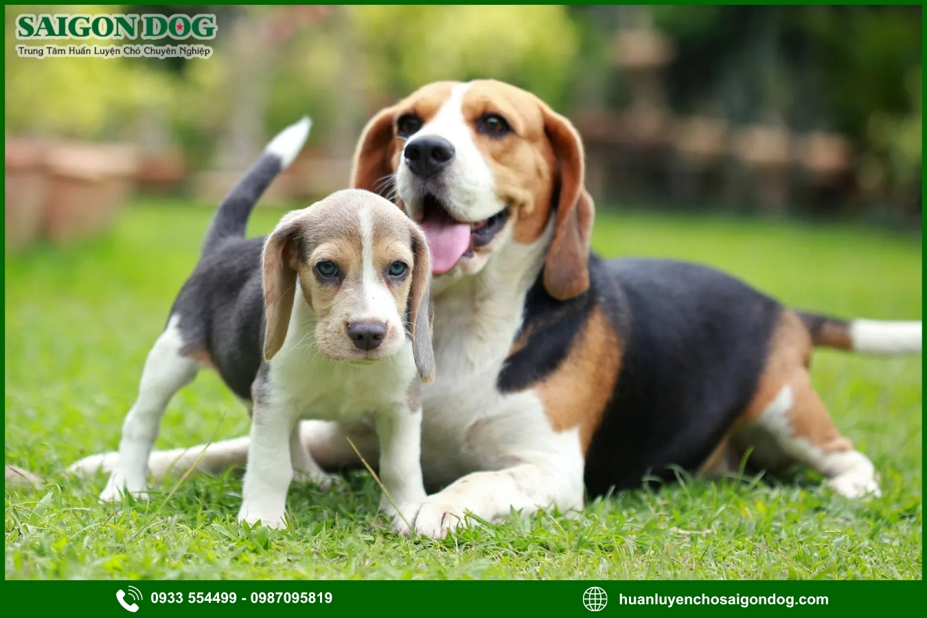 Trại huấn luyện chó Beagle là gì?