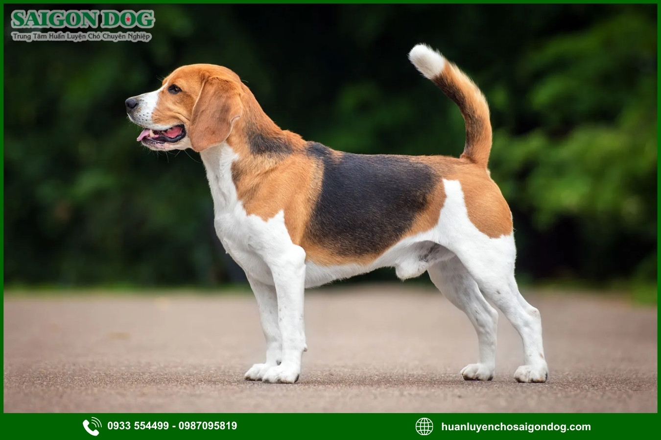 Trại huấn luyện chó Beagle là gì?