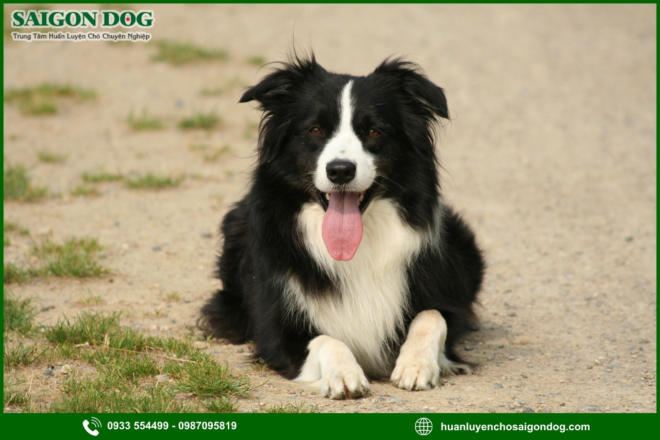 Trại huấn luyện chó Border Collie là gì?