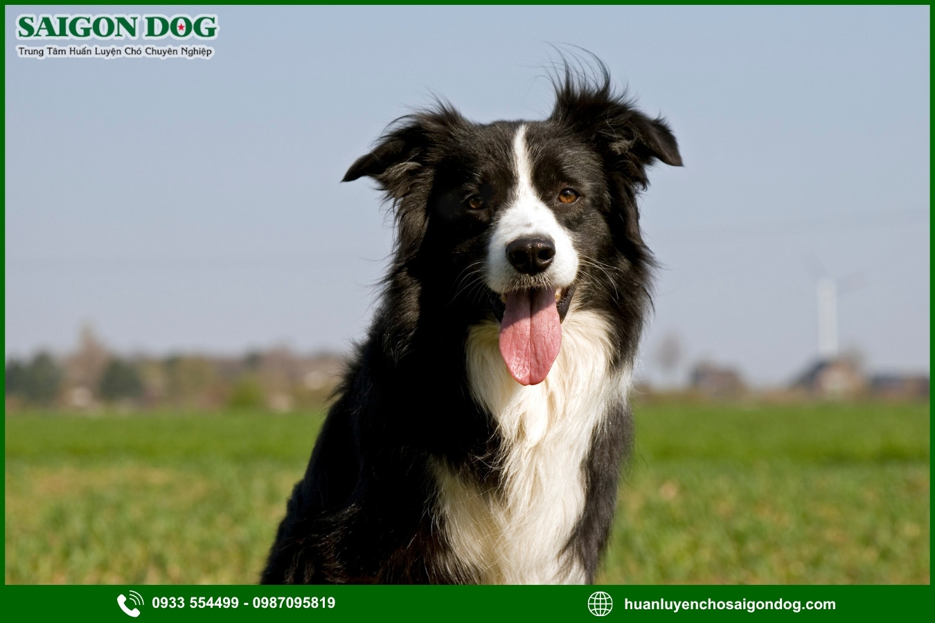 Trại huấn luyện chó Border Collie là gì?