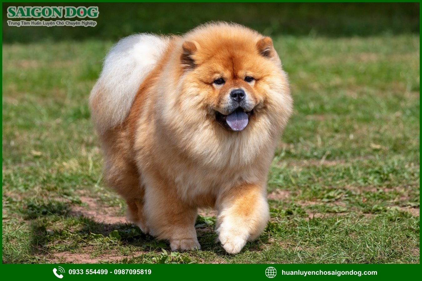 Trại huấn luyện chó Chow Chow là gì?