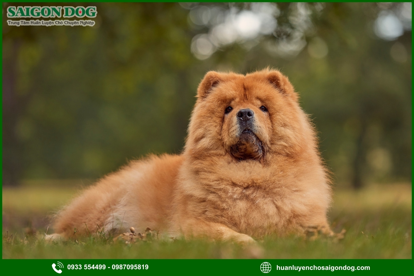 Trại huấn luyện chó Chow Chow là gì?