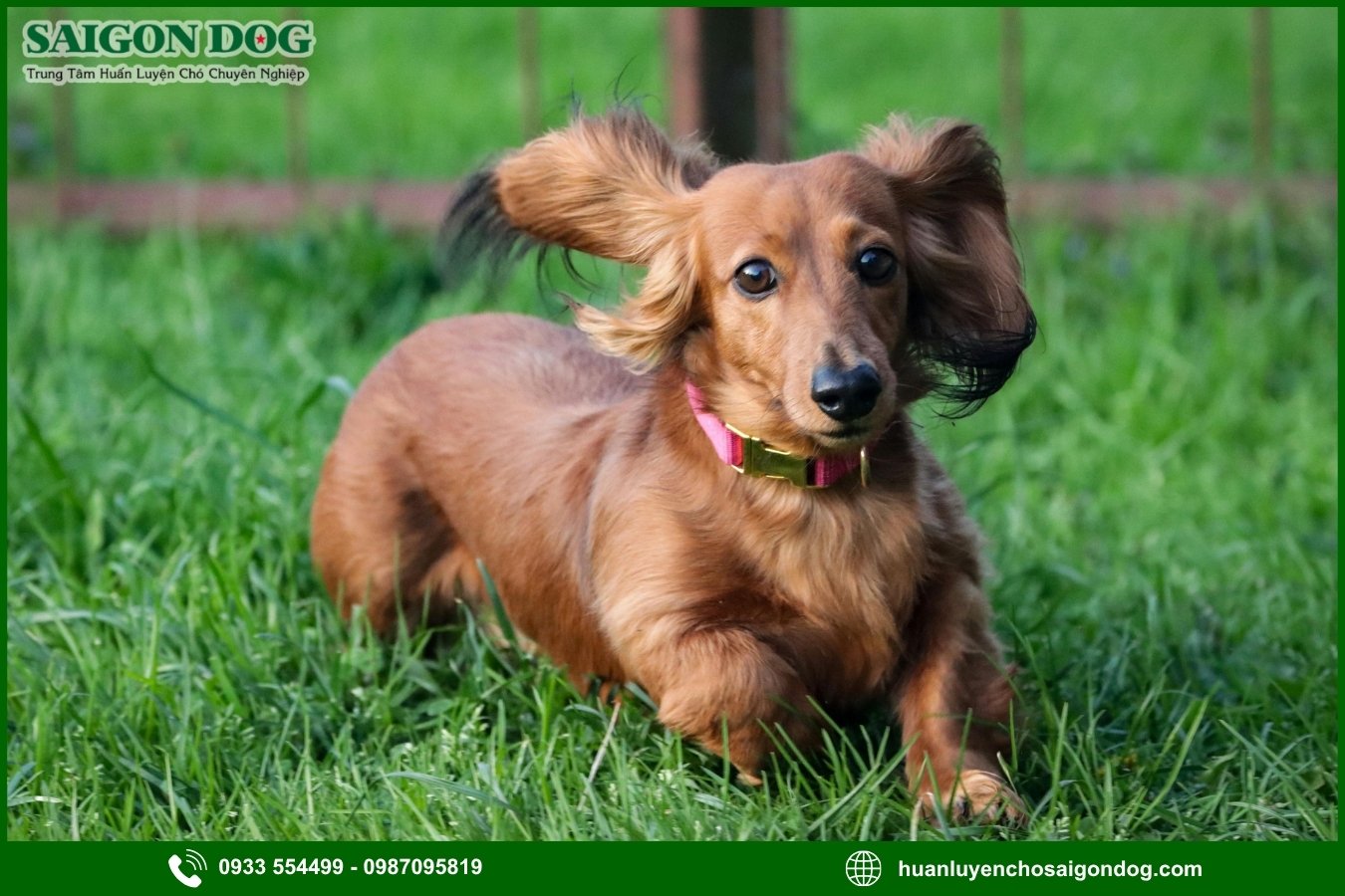 Trại huấn luyện chó Dachshund là gì?