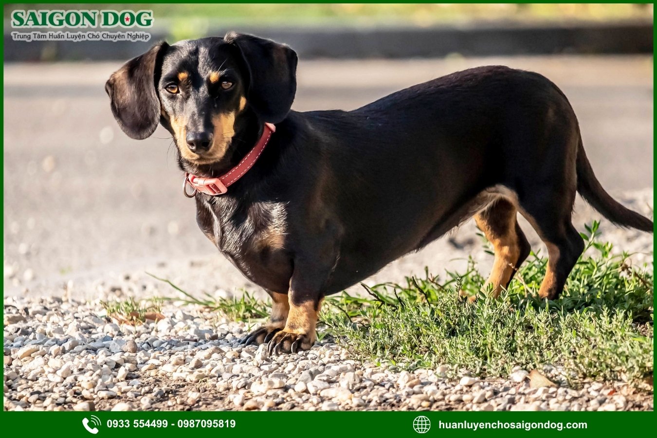 Trại huấn luyện chó Dachshund là gì?