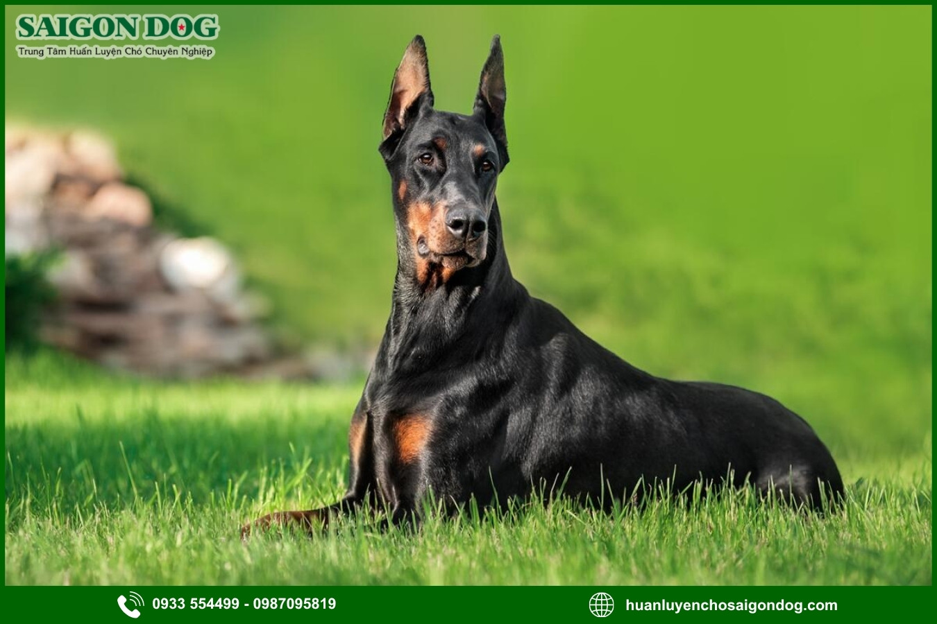 Trại huấn luyện chó Doberman là gì?