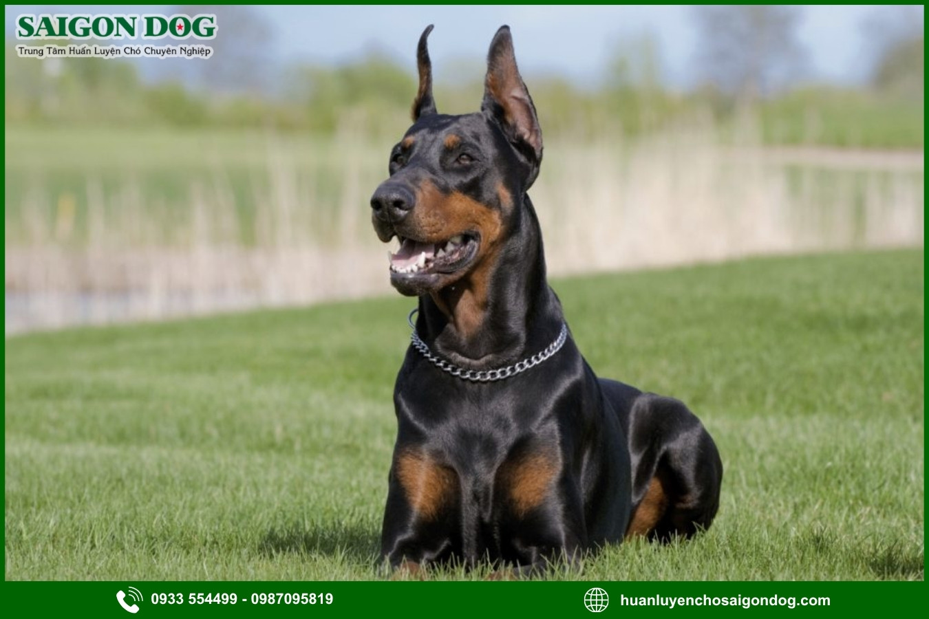 Trại huấn luyện chó Doberman là gì?