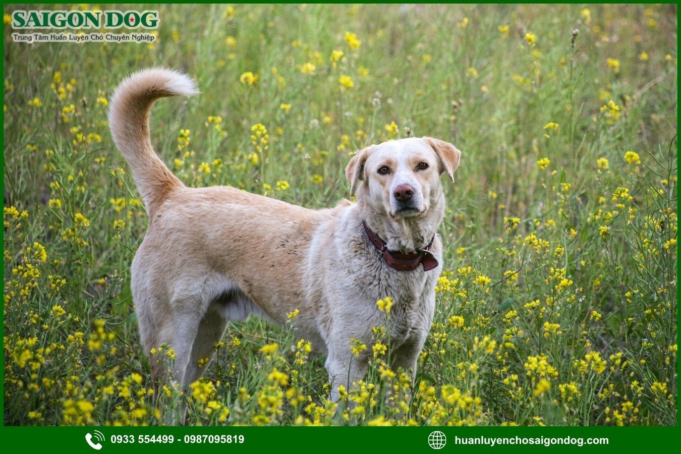 Trại huấn luyện chó Labrador Retriever của là gì?