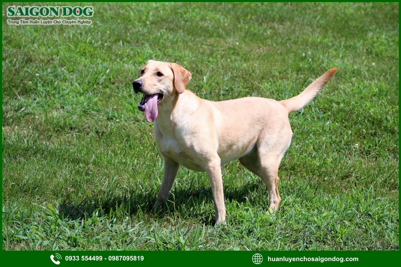 Trại huấn luyện chó Labrador Retriever của là gì?