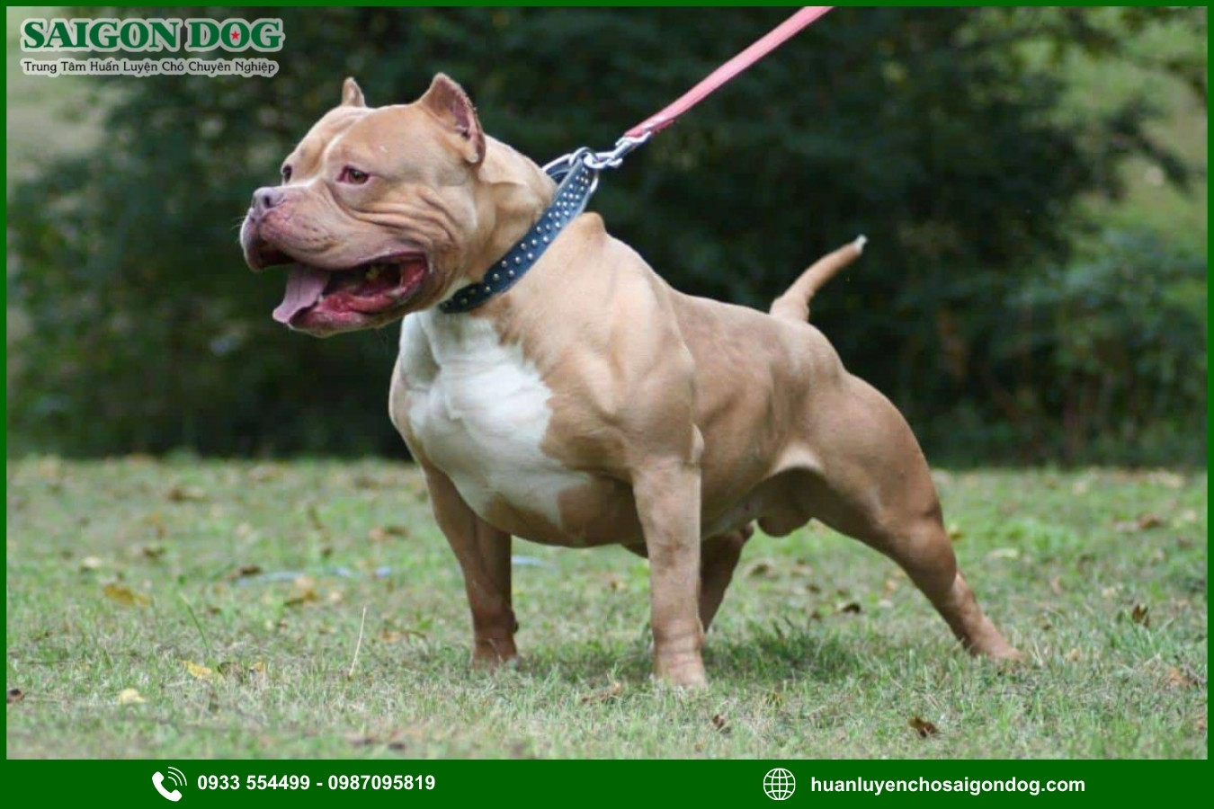 Trại huấn luyện chó Pitbull là gì?