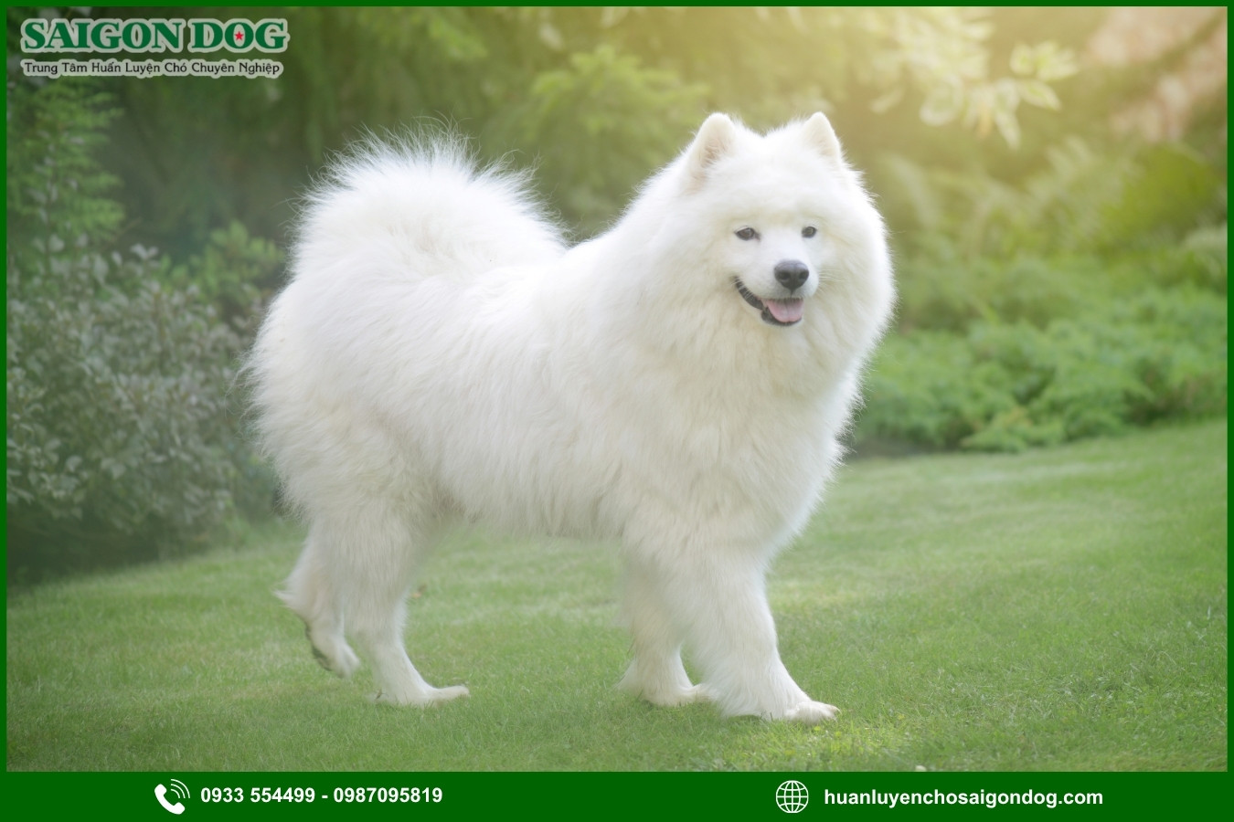 Trại huấn luyện chó Samoyed là gì?