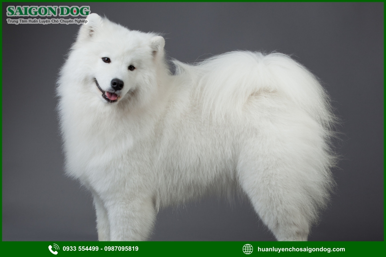 Trại huấn luyện chó Samoyed là gì?
