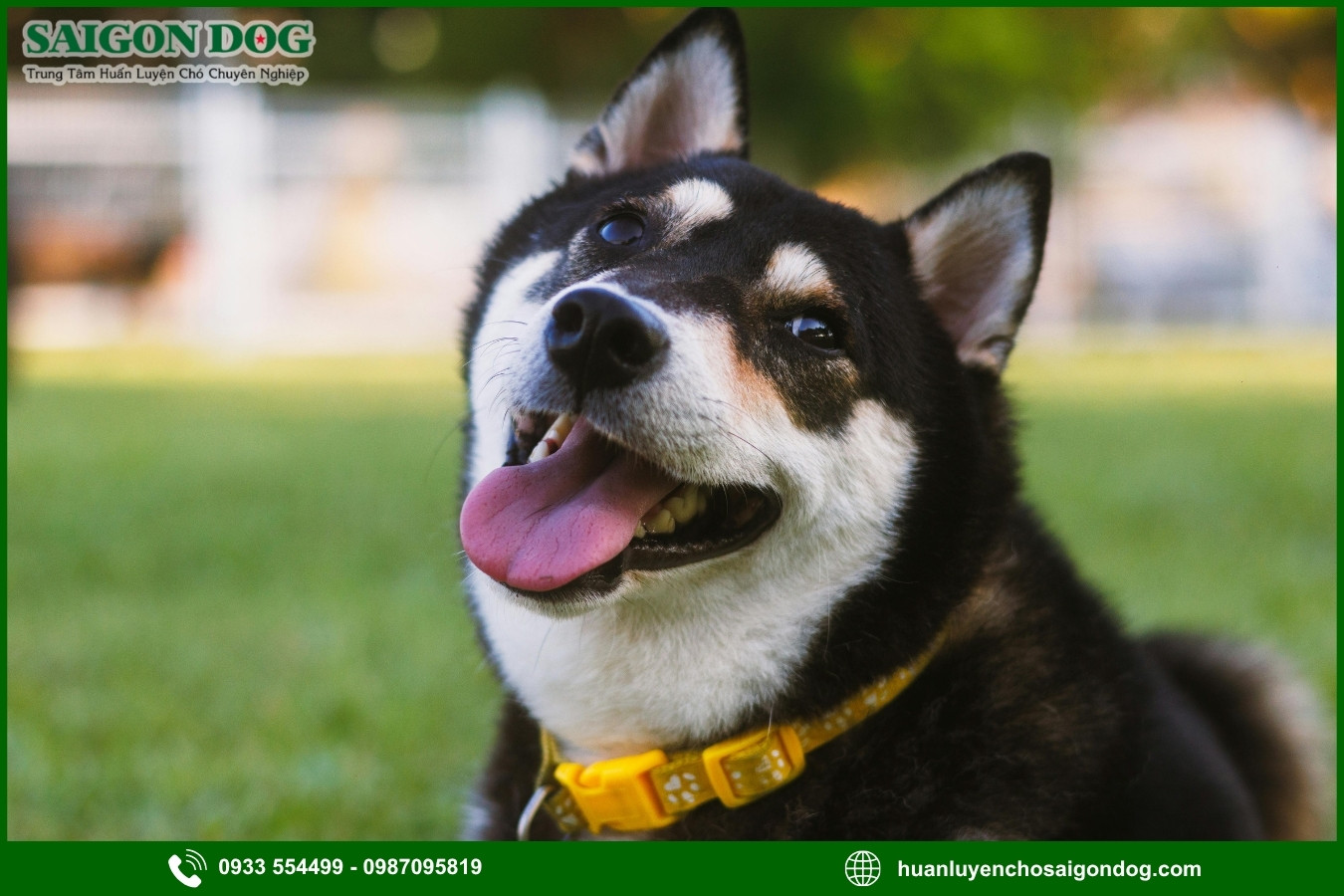 Trại huấn luyện chó Shiba là gì?