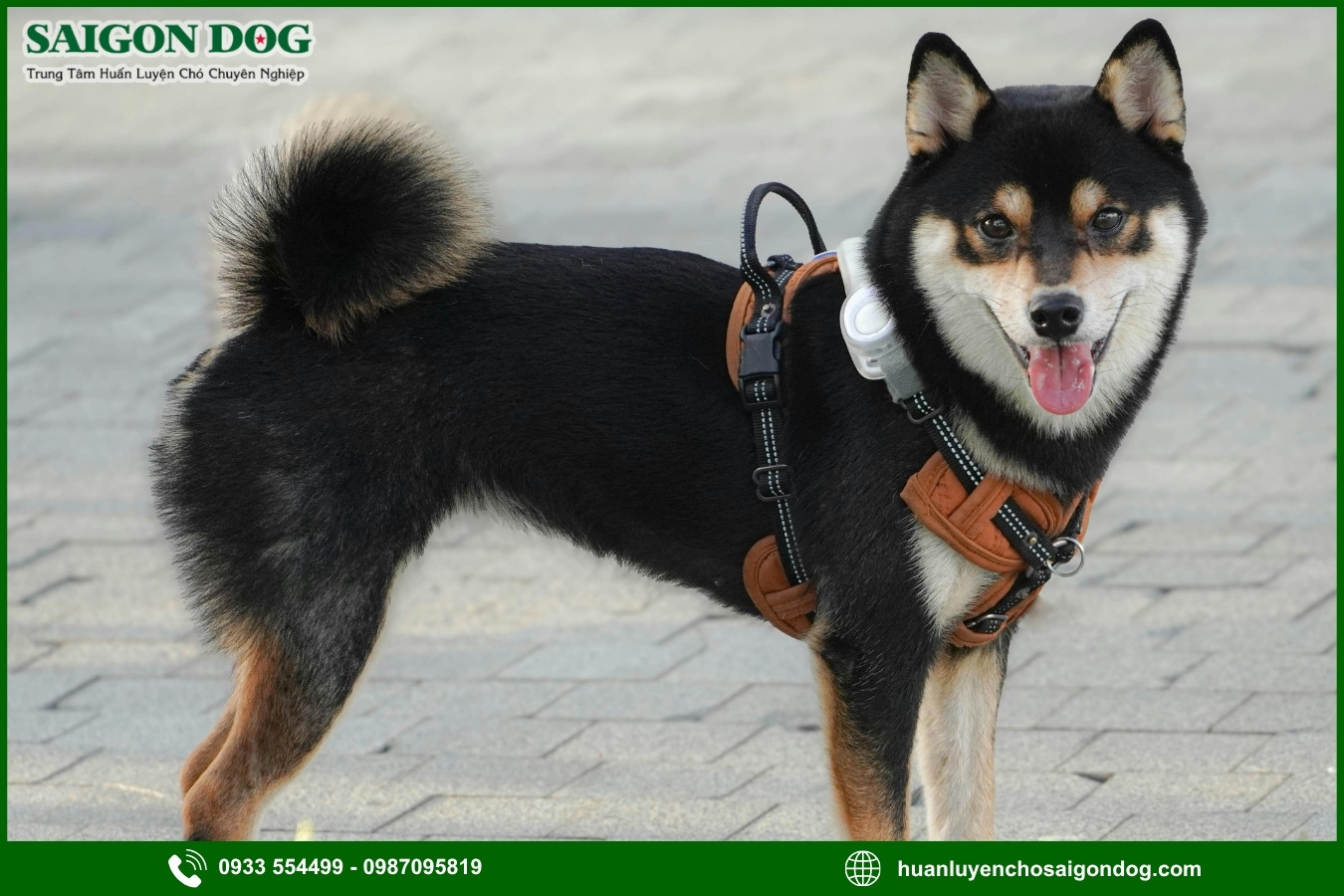 Trại huấn luyện chó Shiba là gì?