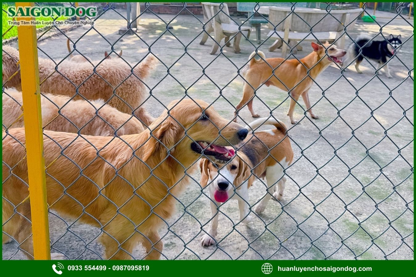 Ưu điểm dịch vụ huấn luyện chó chuyên nghiệp của Sài Gòn Dog
