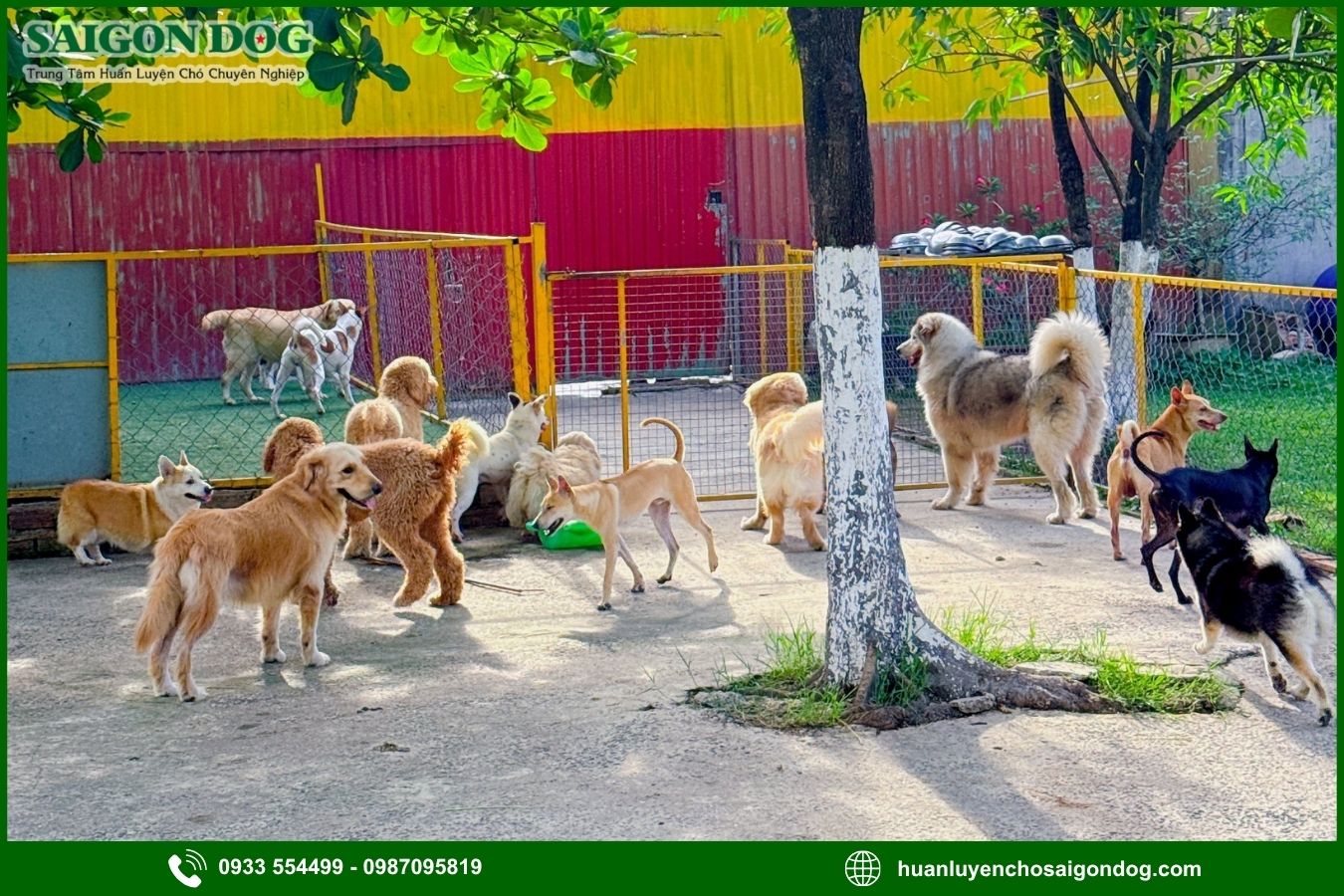 Ưu điểm dịch vụ huấn luyện chó chuyên nghiệp của Sài Gòn Dog