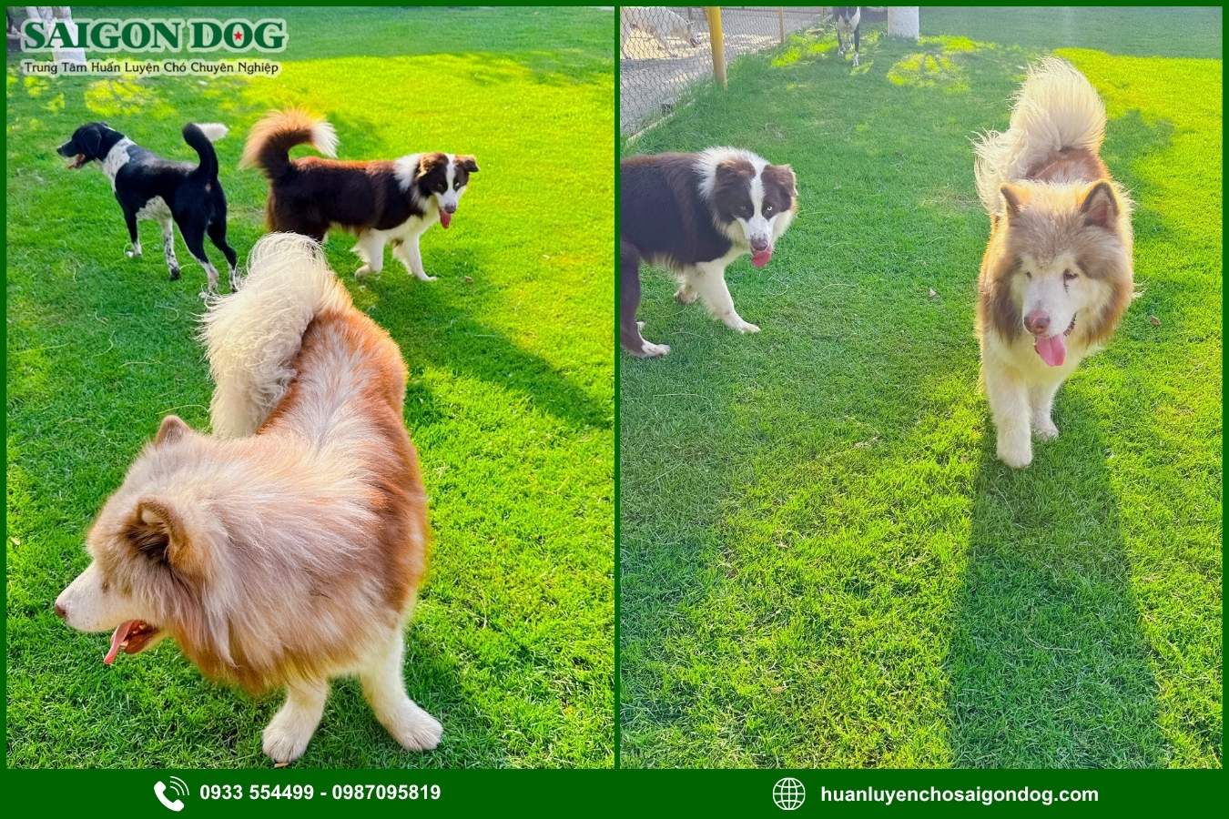 Ưu điểm dịch vụ huấn luyện chó chuyên nghiệp của Sài Gòn Dog
