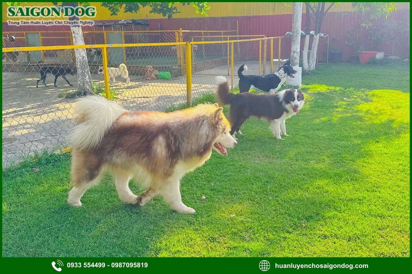 Ưu điểm dịch vụ huấn luyện chó chuyên nghiệp của Sài Gòn Dog