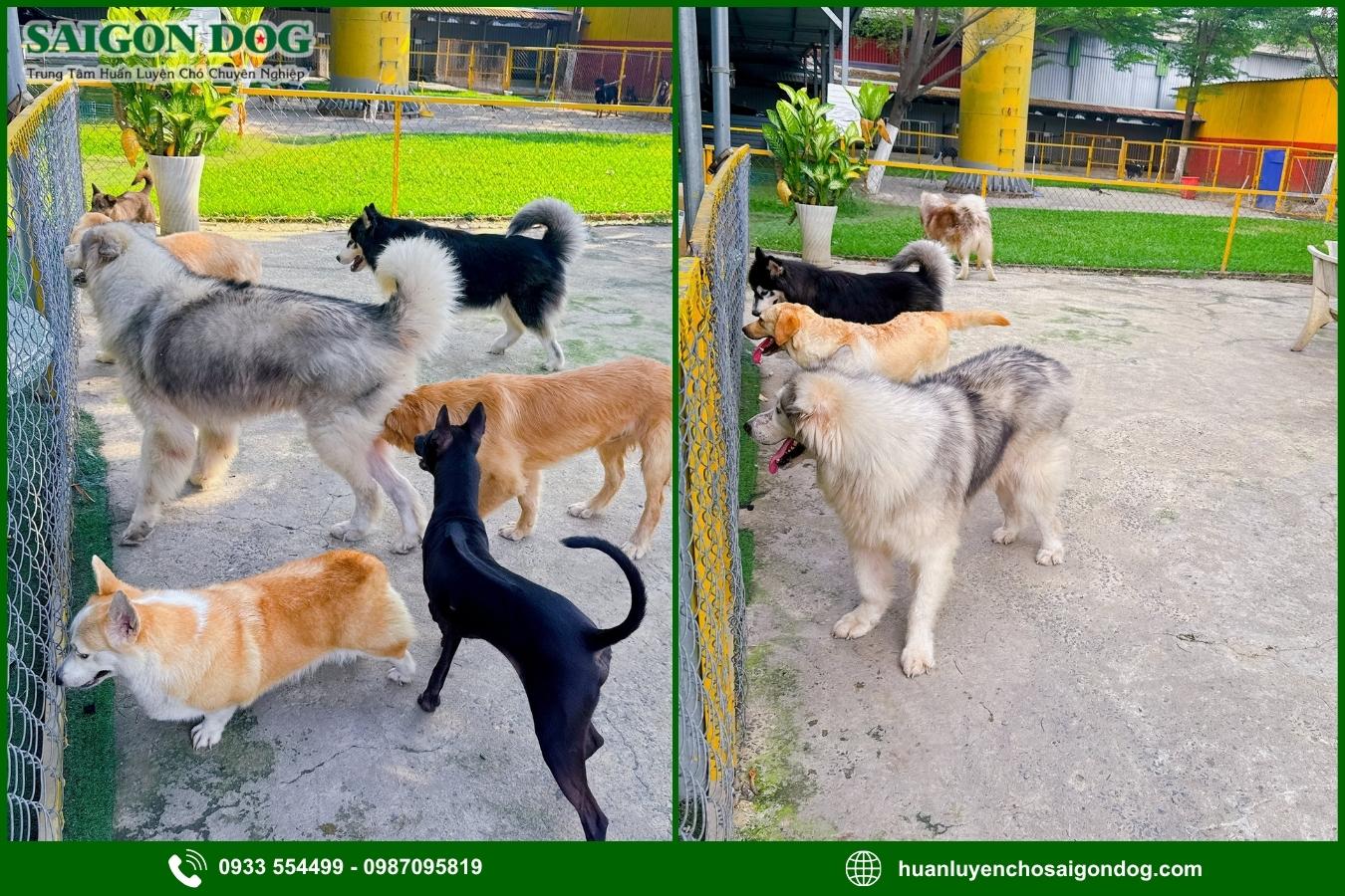 Ưu điểm dịch vụ huấn luyện chó chuyên nghiệp của Sài Gòn Dog