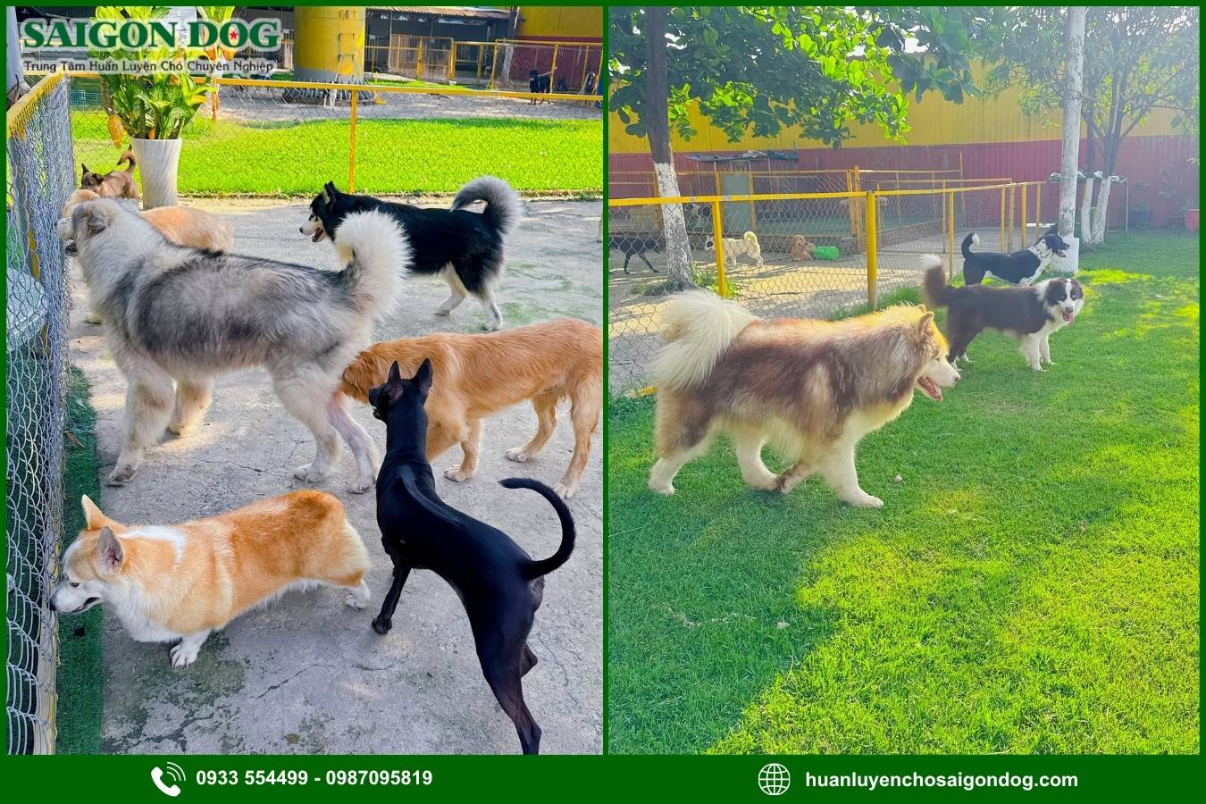 Ưu điểm dịch vụ huấn luyện chó kiểng của Sài Gòn Dog