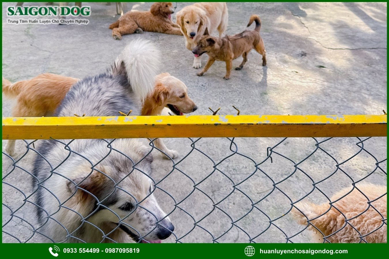Ưu điểm dịch vụ huấn luyện chó kiểng của Sài Gòn Dog