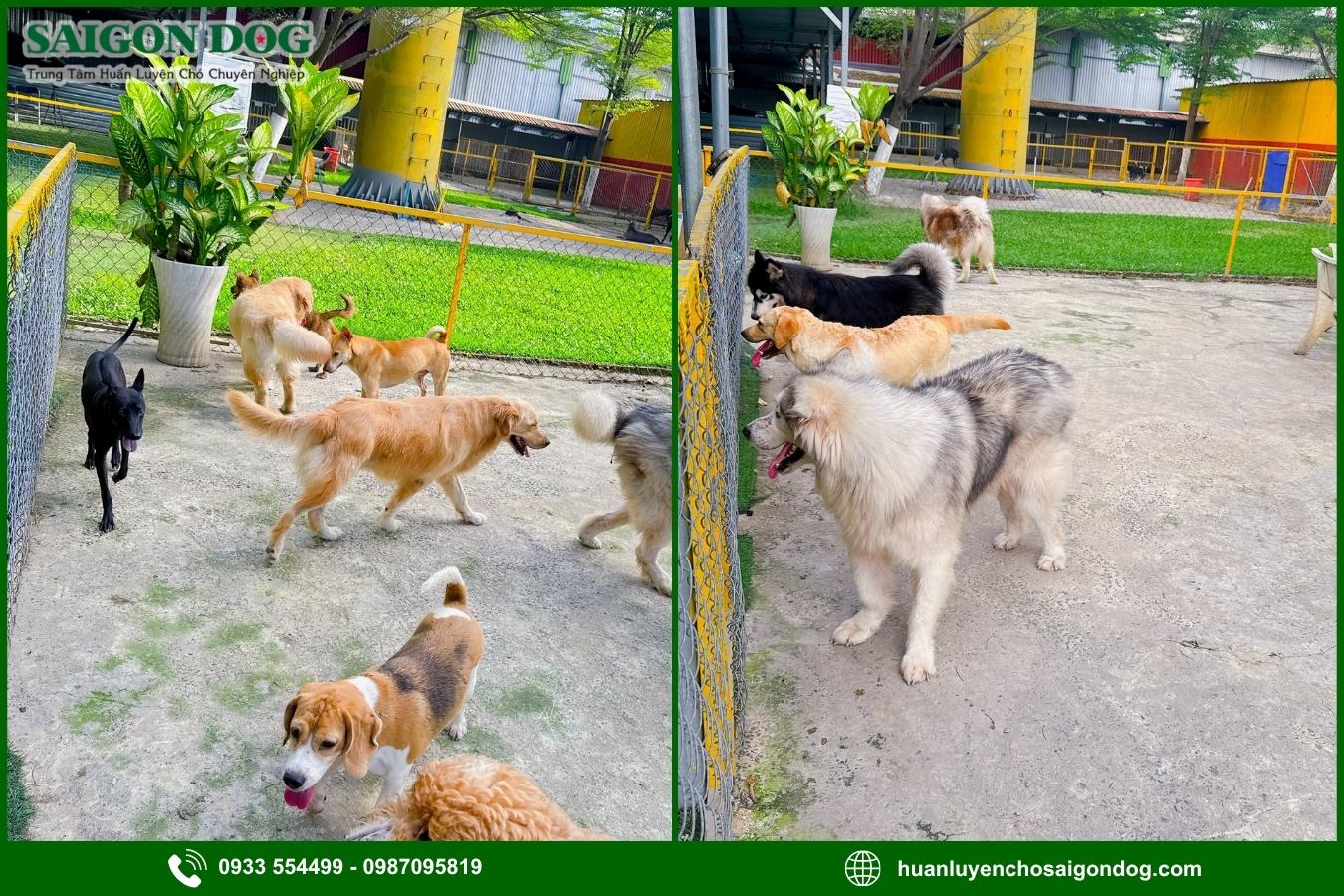 Ưu điểm dịch vụ huấn luyện chó kiểng của Sài Gòn Dog