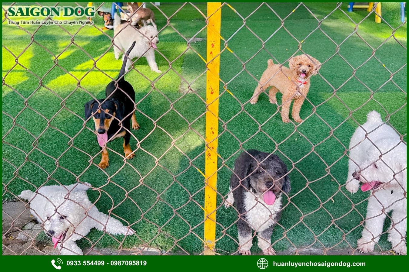 Ưu điểm dịch vụ huấn luyện chó kiểng của Sài Gòn Dog