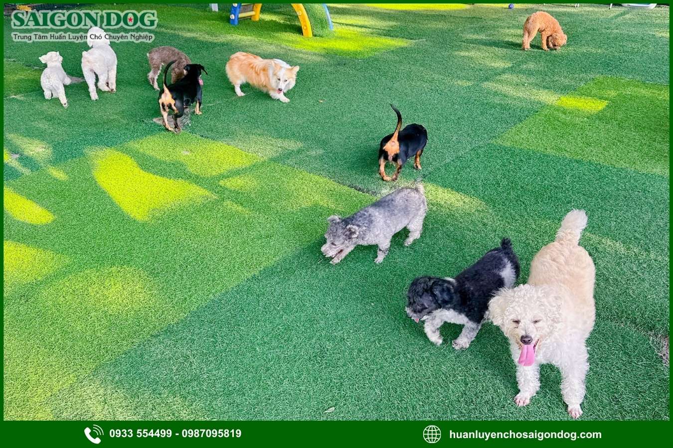 Ưu điểm dịch vụ huấn luyện chó kiểng của Sài Gòn Dog
