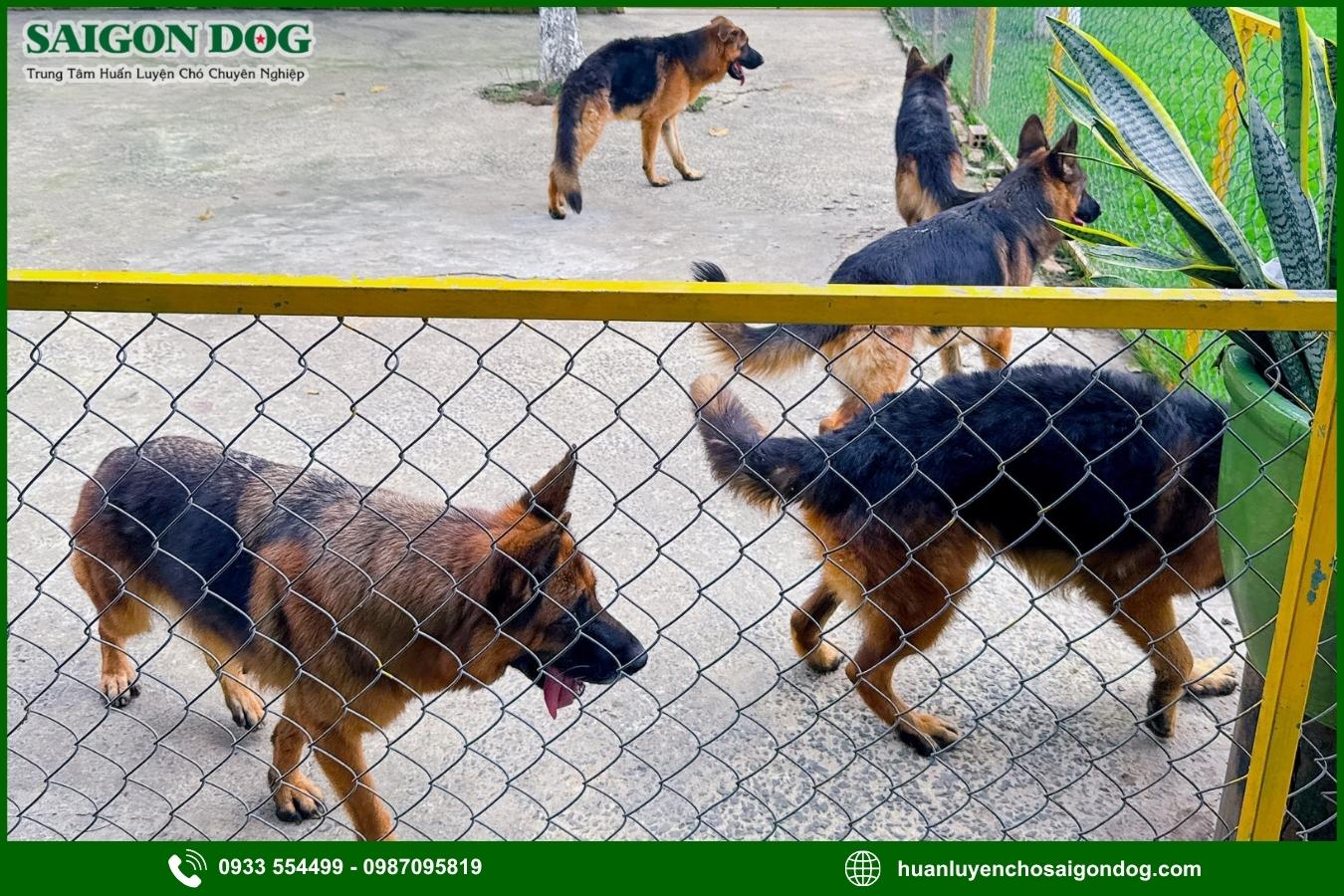 Ưu điểm dịch vụ huấn luyện chó nghiệp vụ của Sài Gòn Dog