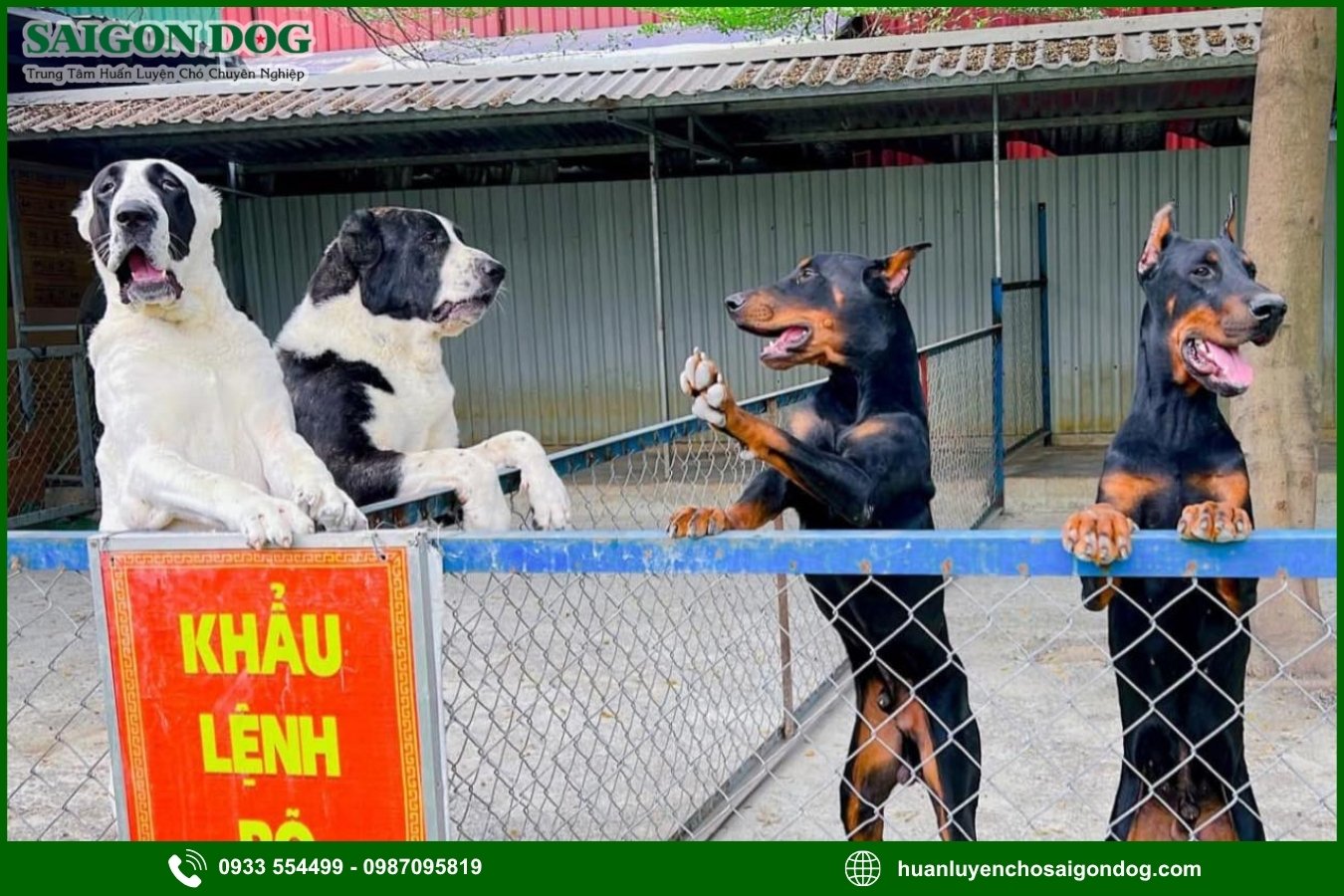 Ưu điểm dịch vụ huấn luyện chó nghiệp vụ của Sài Gòn Dog