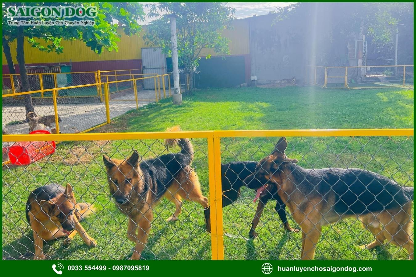 Ưu điểm dịch vụ huấn luyện chó nghiệp vụ của Sài Gòn Dog