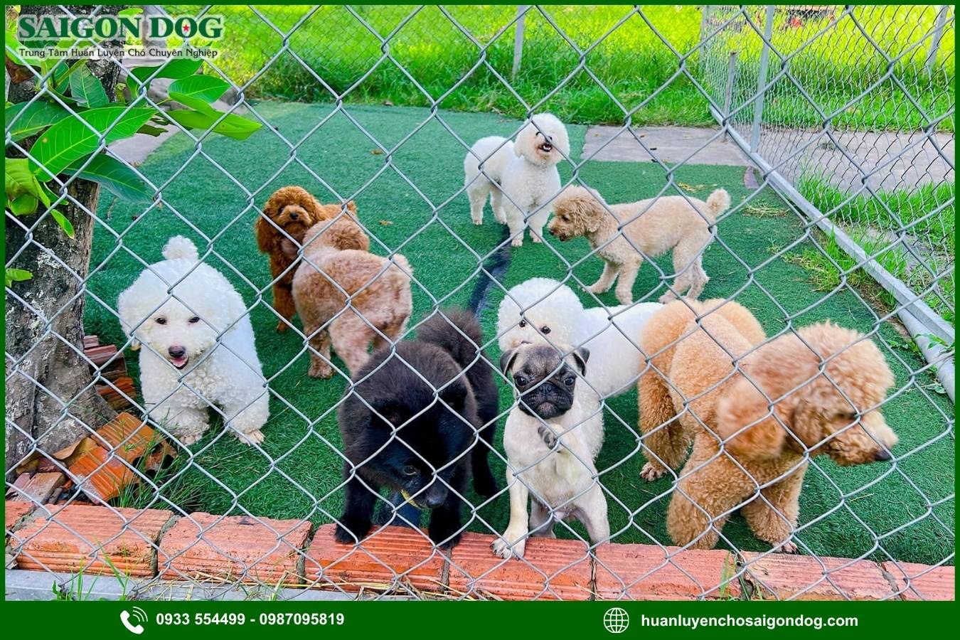 Ưu điểm dịch vụ huấn luyện chó theo giống của Sài Gòn Dog