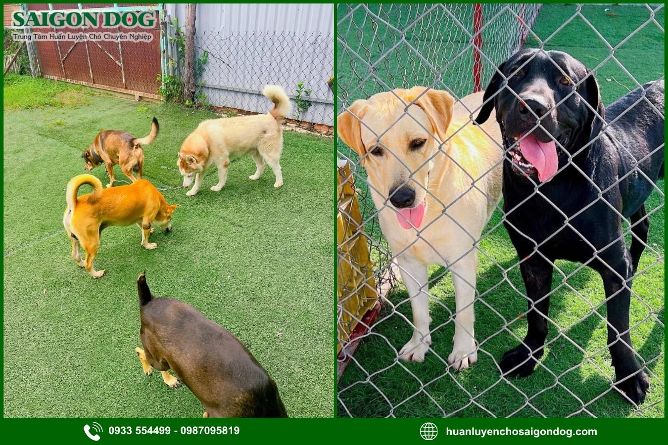 Ưu điểm dịch vụ huấn luyện chó theo giống của Sài Gòn Dog