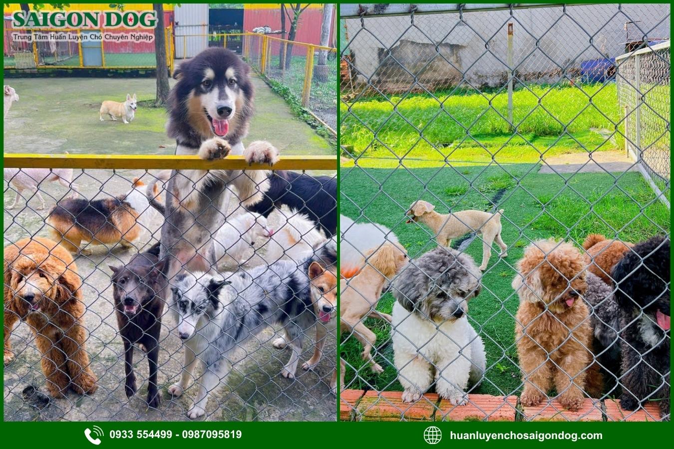 Ưu điểm dịch vụ huấn luyện chó theo giống của Sài Gòn Dog