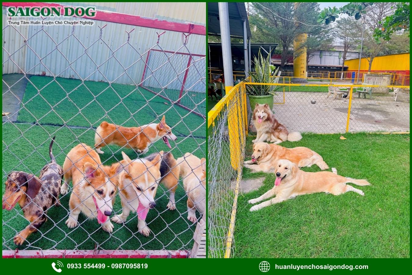 Ưu điểm dịch vụ huấn luyện chó theo giống của Sài Gòn Dog