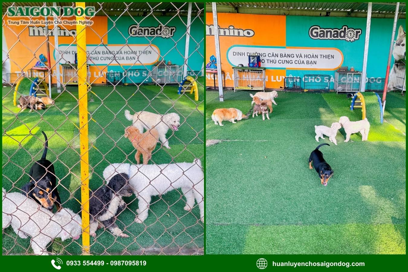 Ưu điểm dịch vụ huấn luyện chó theo yêu cầu của Sài Gòn Dog