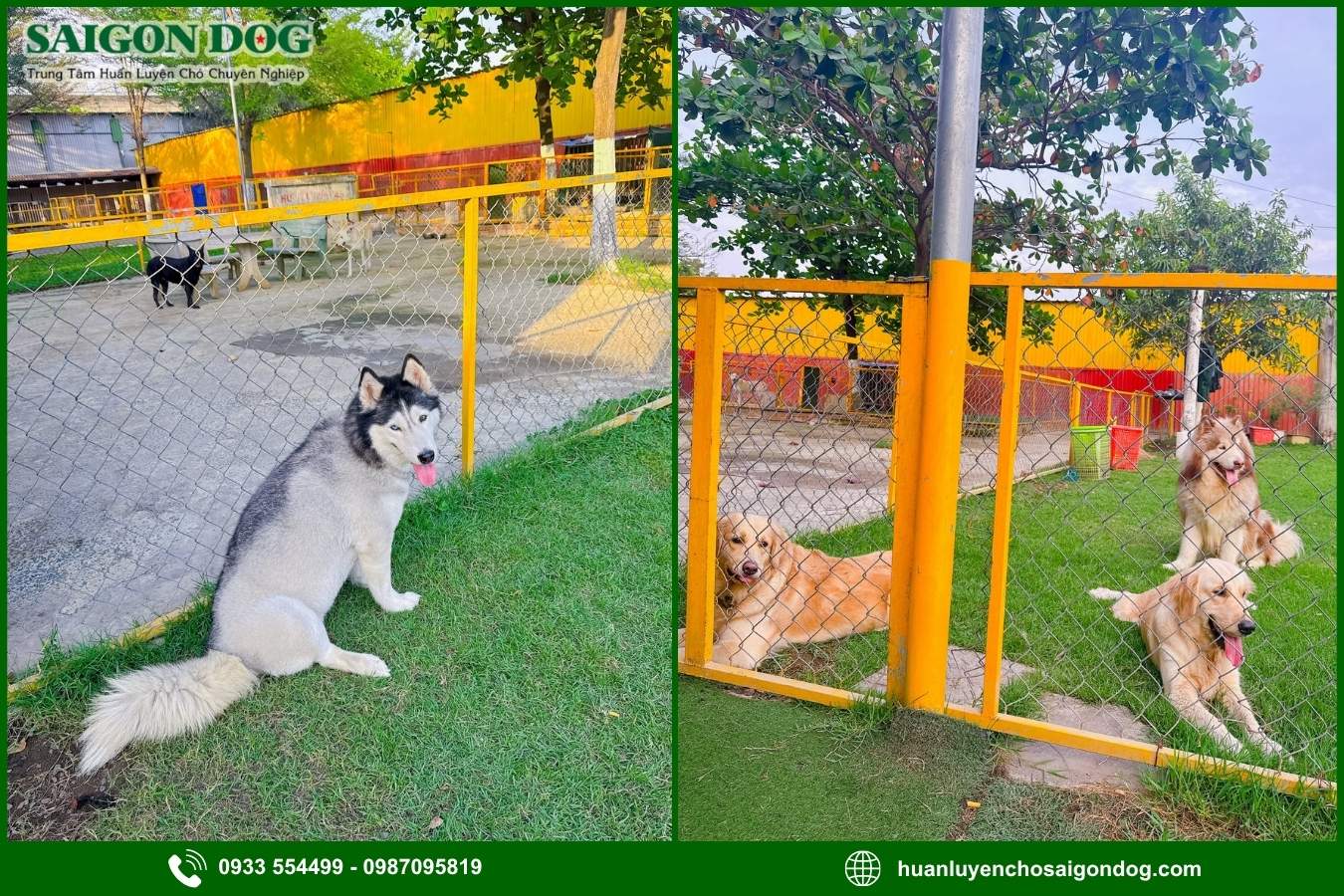 Ưu điểm dịch vụ huấn luyện chó theo yêu cầu của Sài Gòn Dog