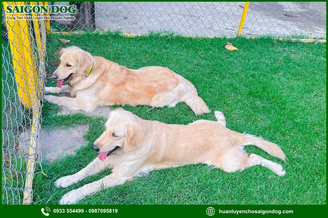 Ưu điểm dịch vụ huấn luyện chó theo yêu cầu của Sài Gòn Dog