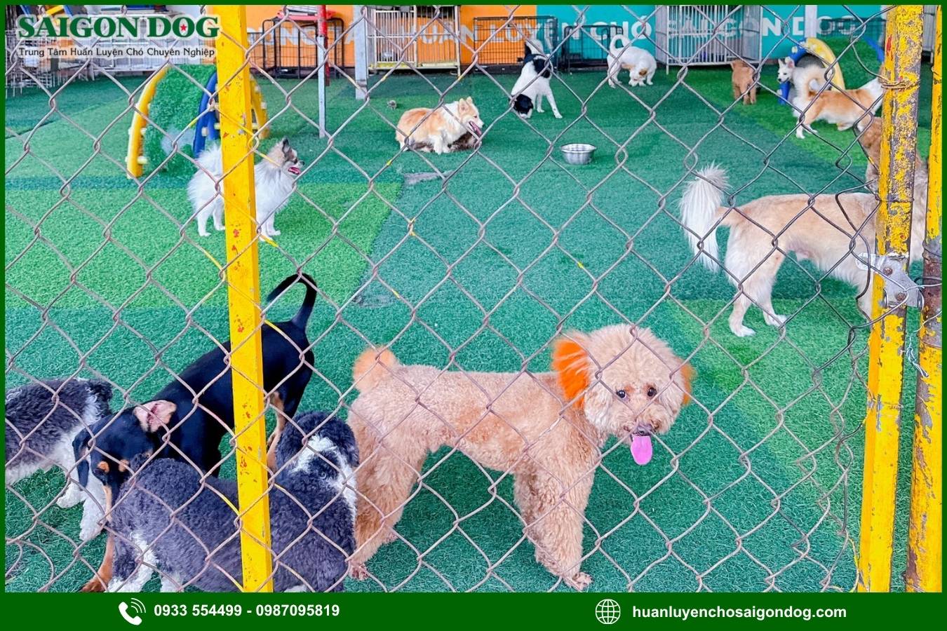 Ưu điểm dịch vụ huấn luyện chó theo yêu cầu của Sài Gòn Dog